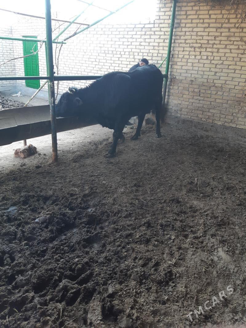 окуз - Туркменабат - img 2