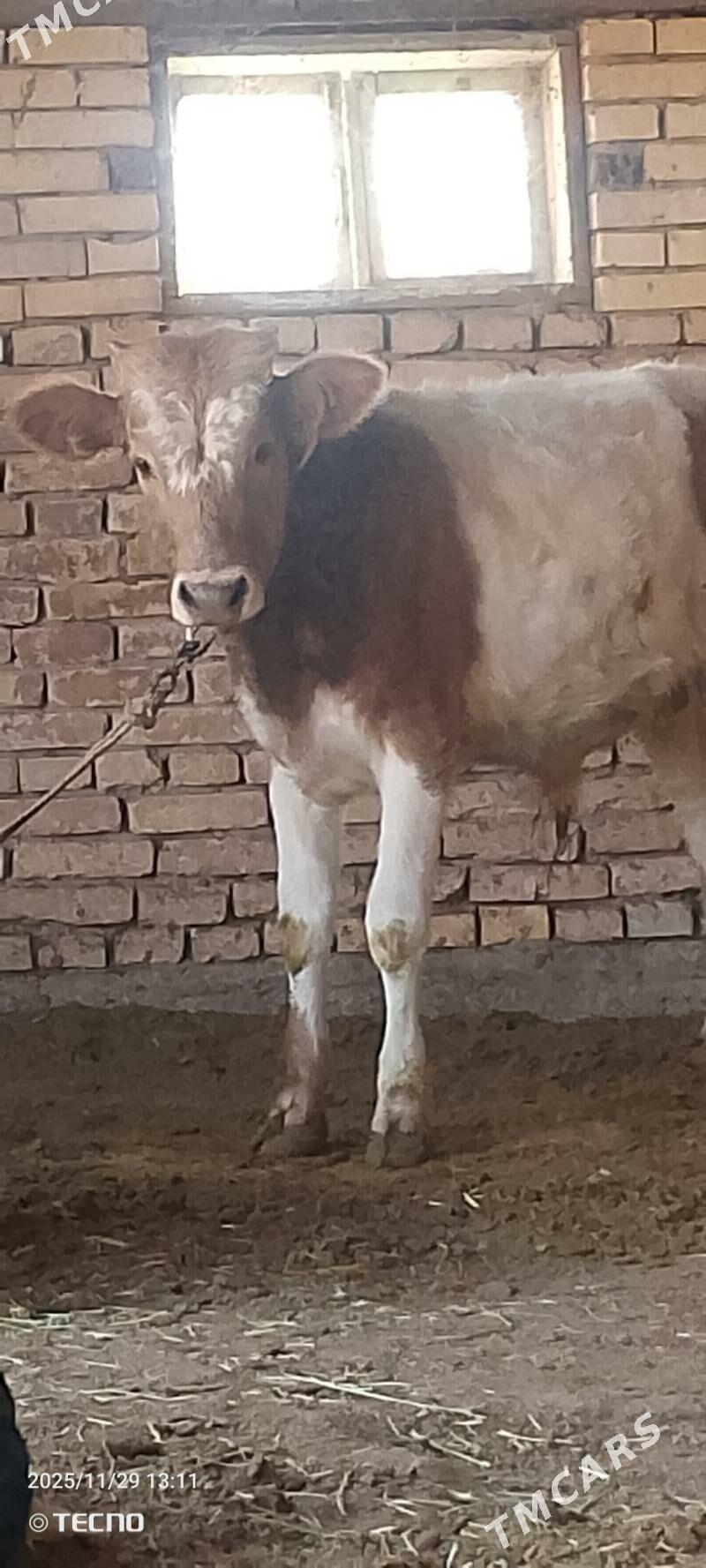 Smental öküz - Мары - img 1