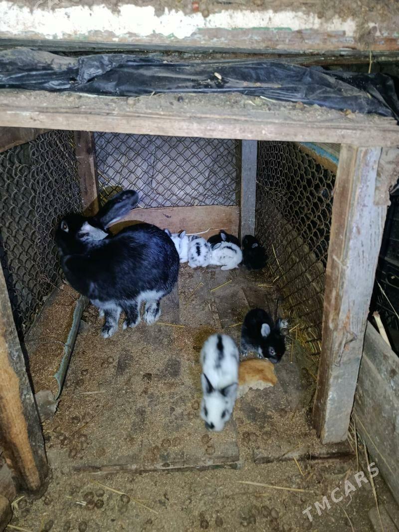 welikan towsan - Туркменбаши - img 3