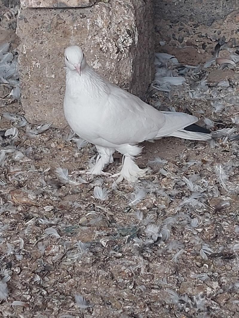 kepderi - Мары - img 3