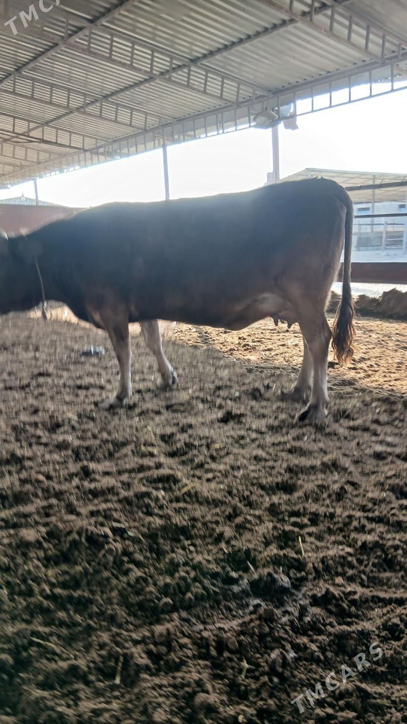 golleli sygyr - Анев - img 2