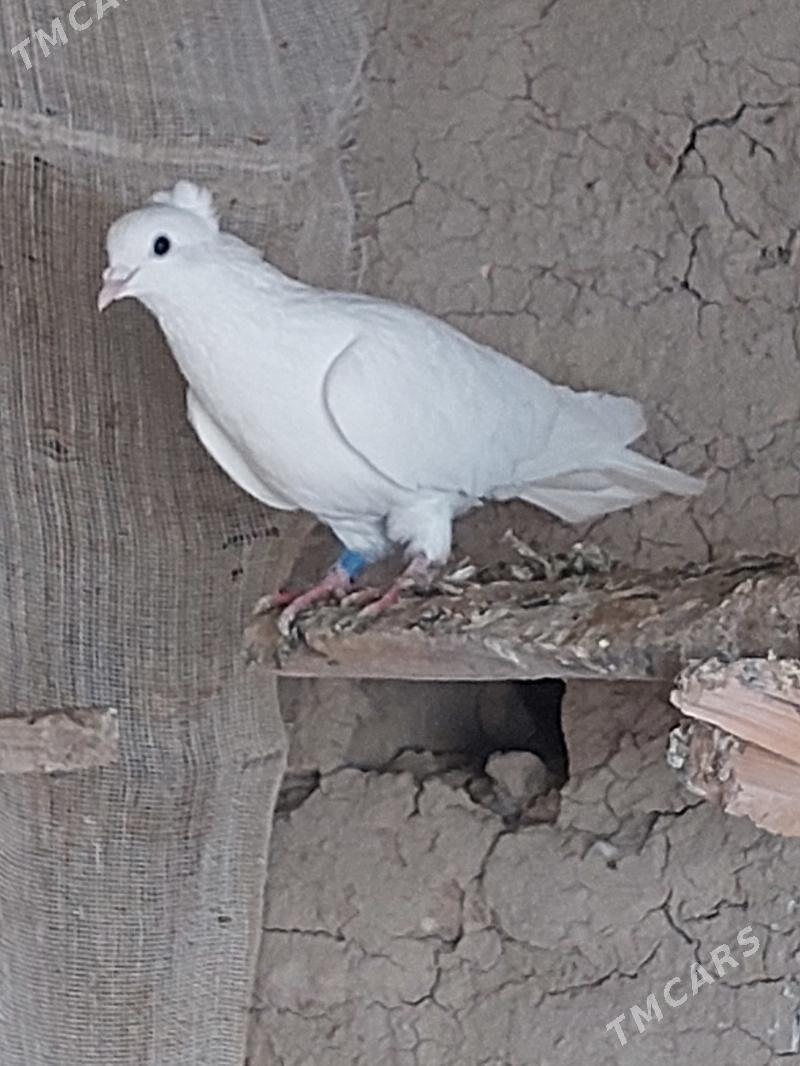 kepderi - Мары - img 2