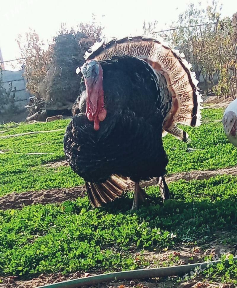 induk - Мары - img 2