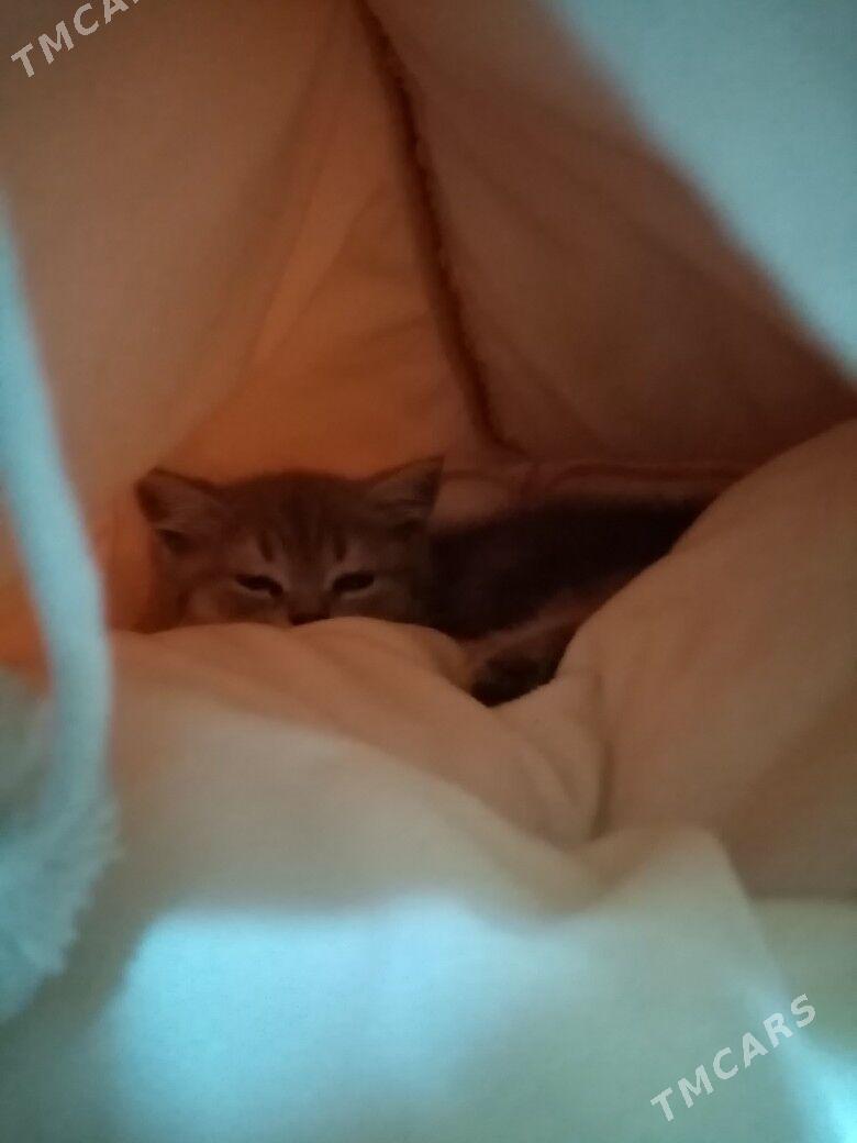 Satlanski pisik - 8 mkr - img 9