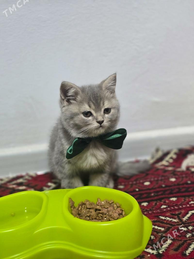 Satlanski pisik - 8 mkr - img 2