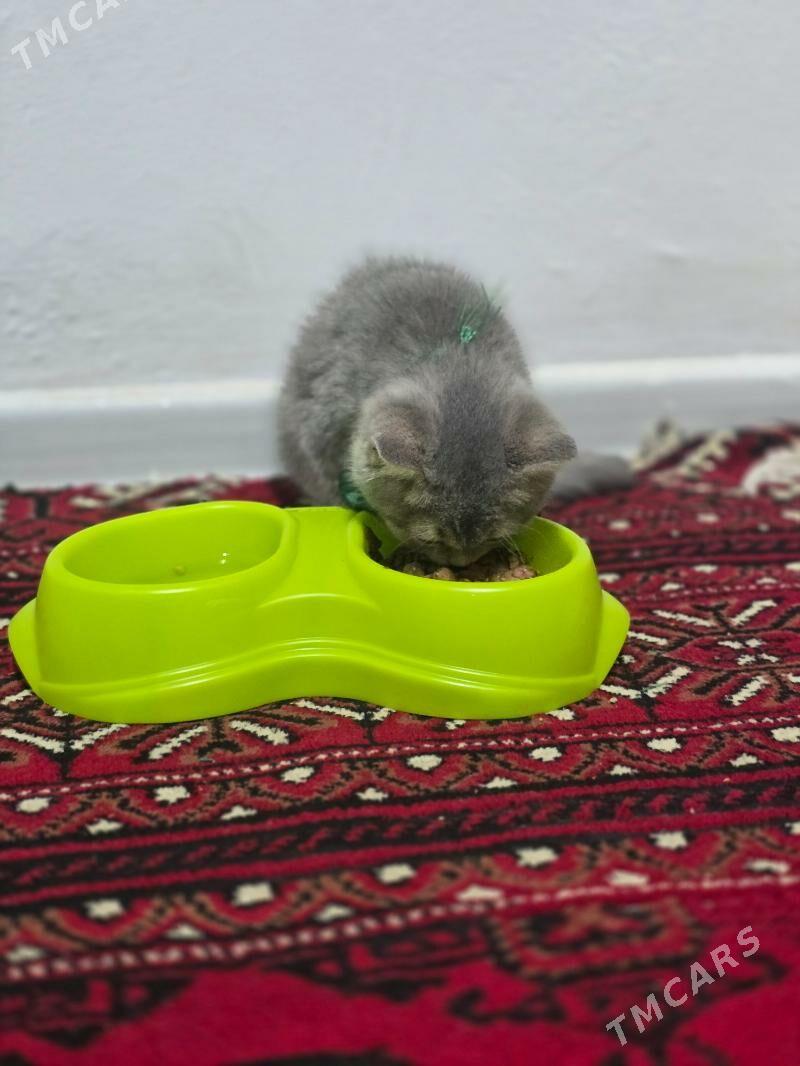 Satlanski pisik - 8 mkr - img 4