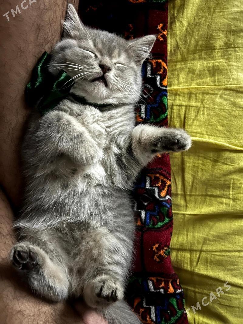 Satlanski pisik - 8 mkr - img 1