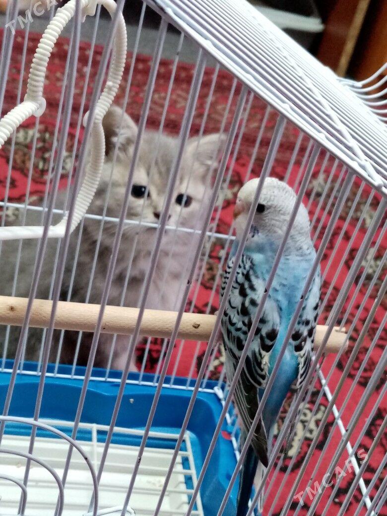 Satlanski pisik - 8 mkr - img 6