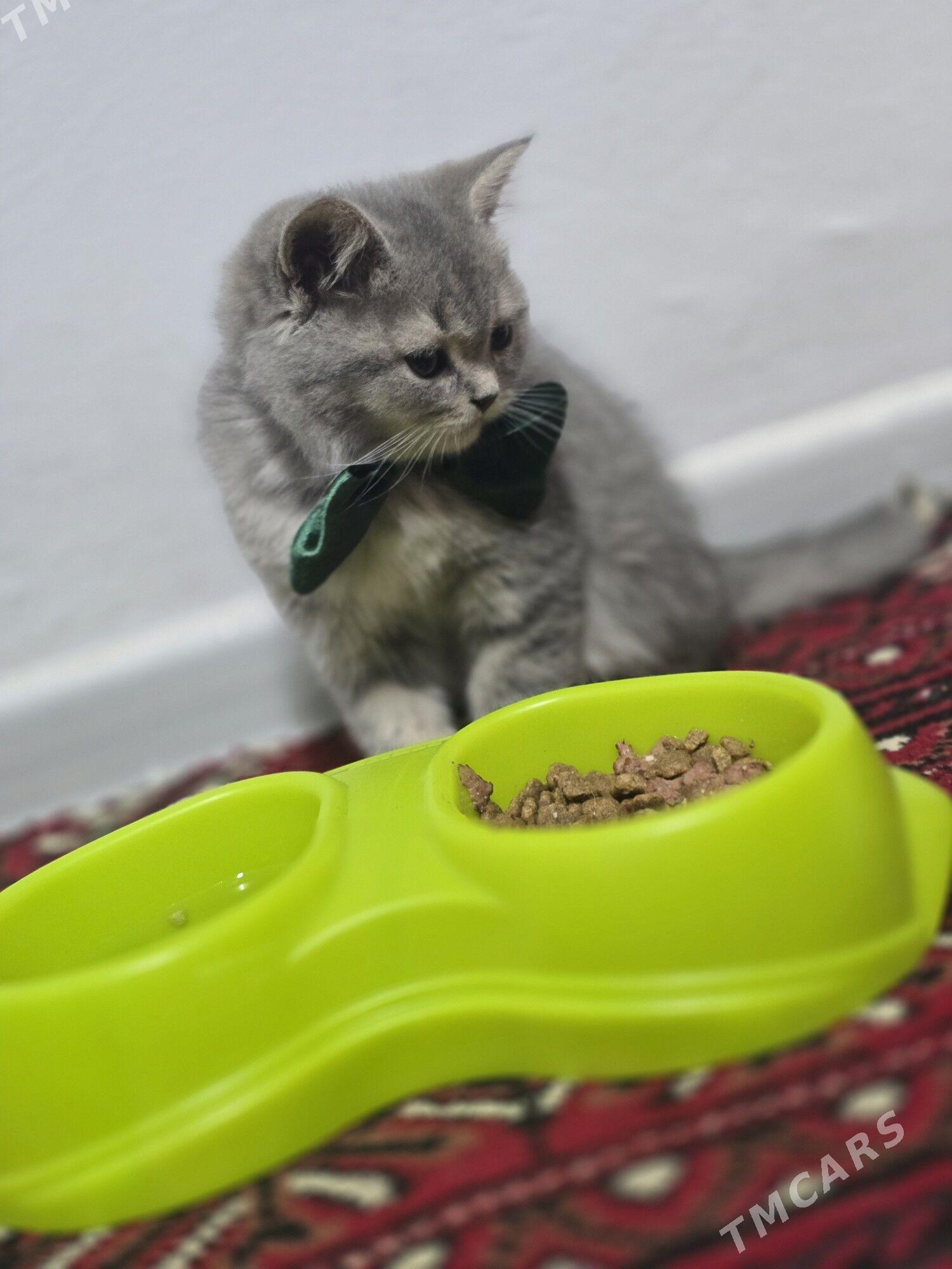 Satlanski pisik - 8 mkr - img 3