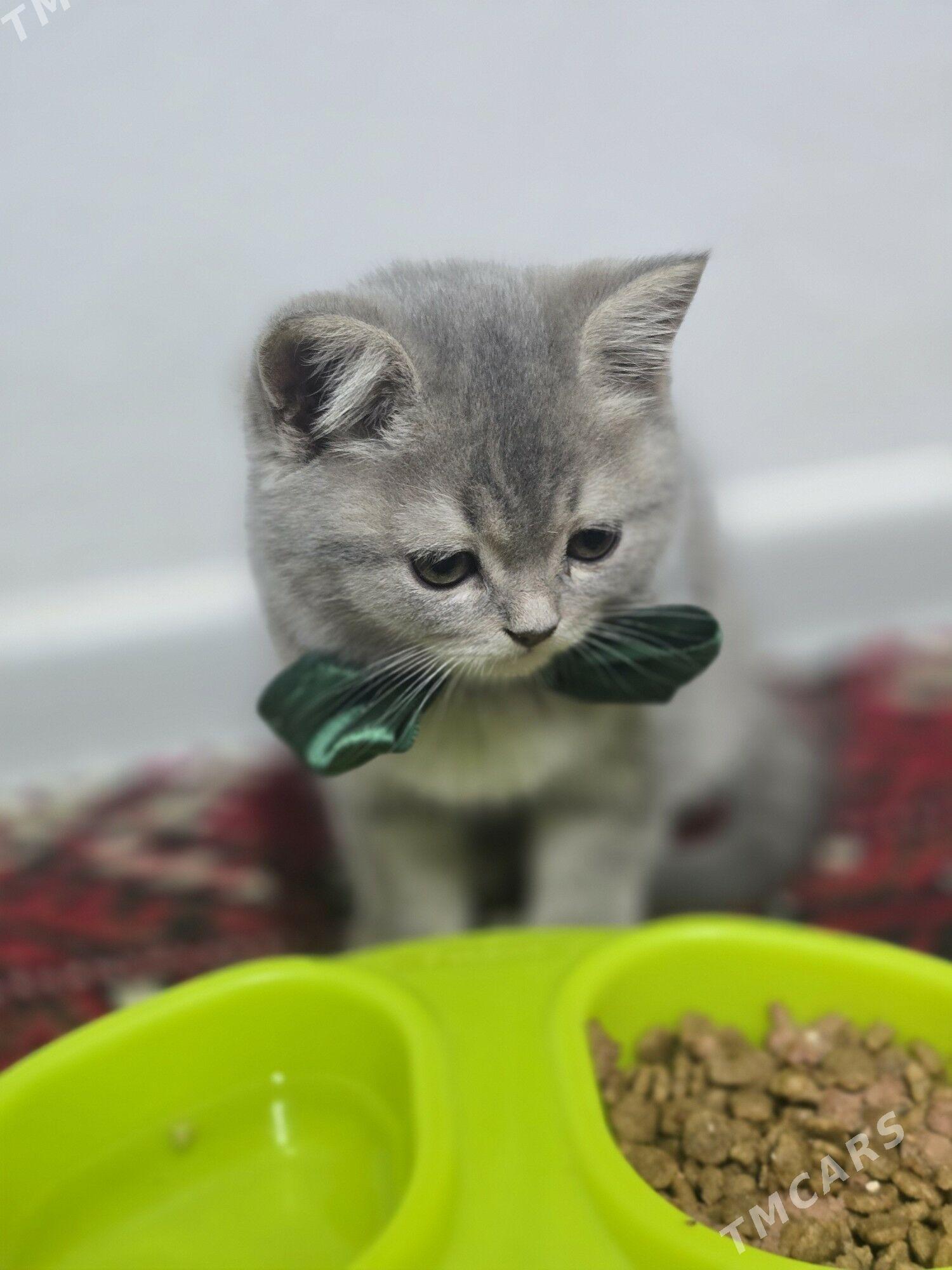 Satlanski pisik - 8 mkr - img 5