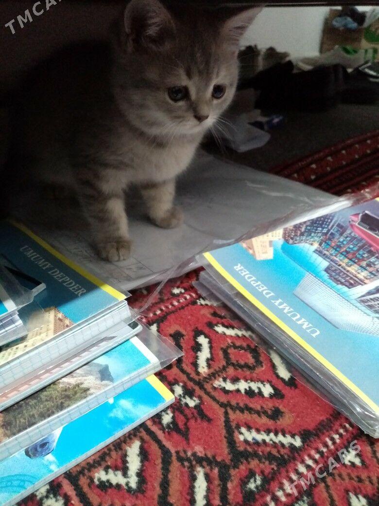 Satlanski pisik - 8 mkr - img 7