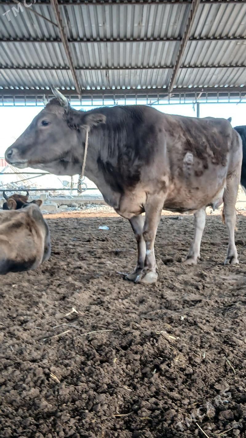 golleli sygyr - Анев - img 8