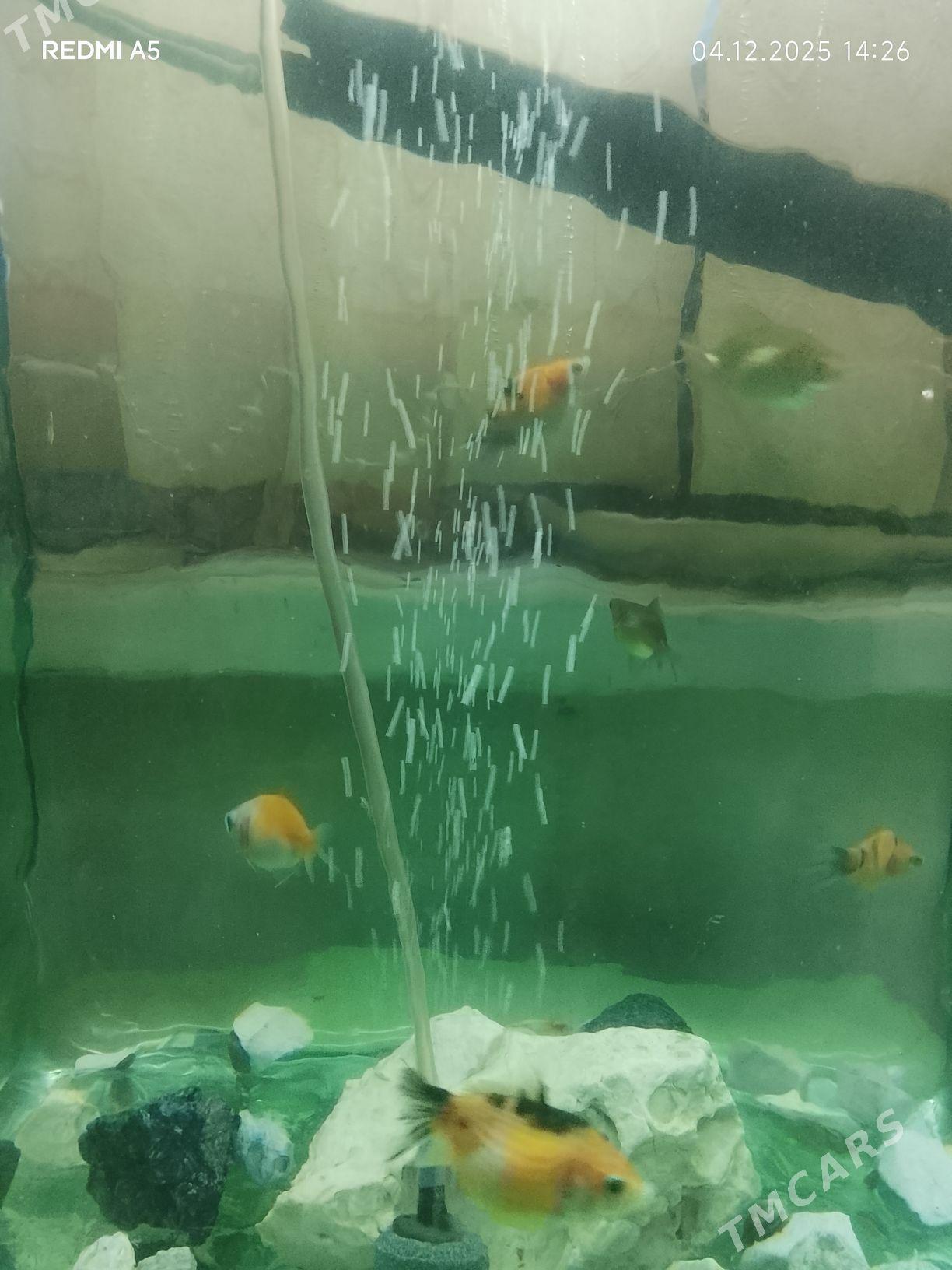 рыбки - Türkmenbaşy - img 1