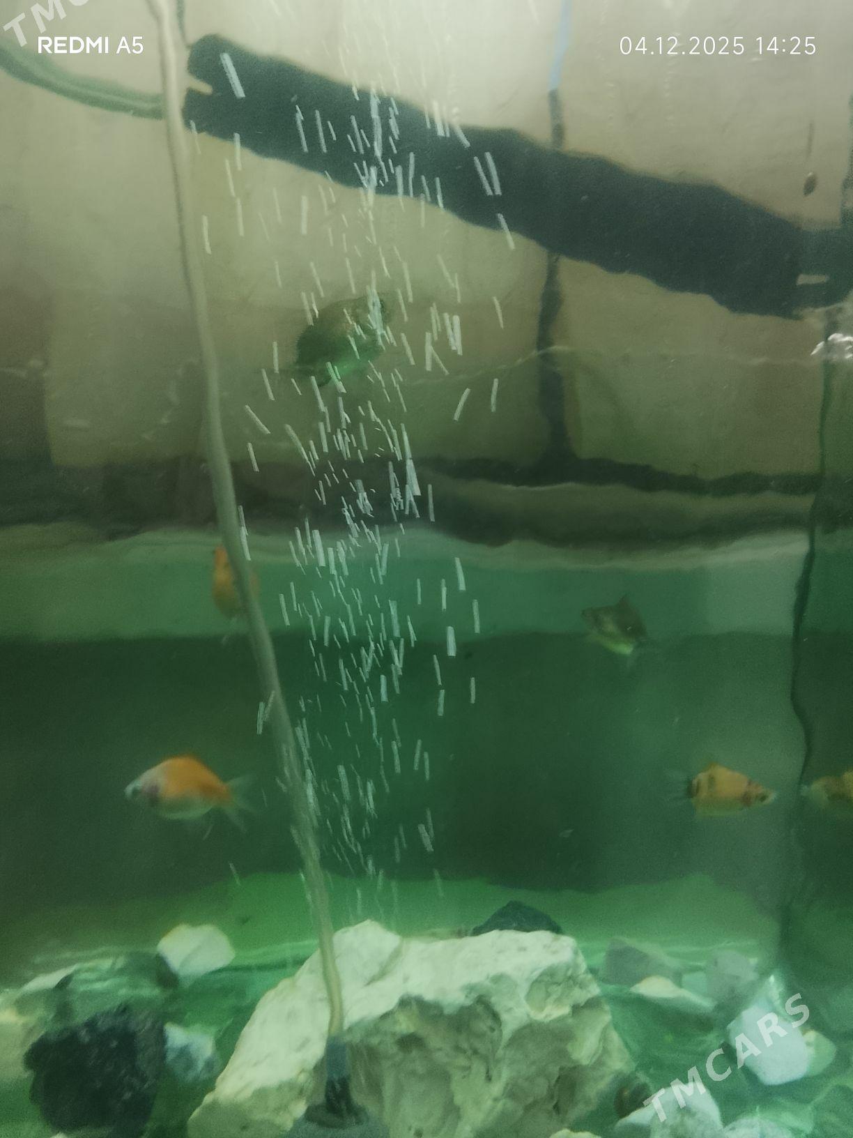 рыбки - Türkmenbaşy - img 2