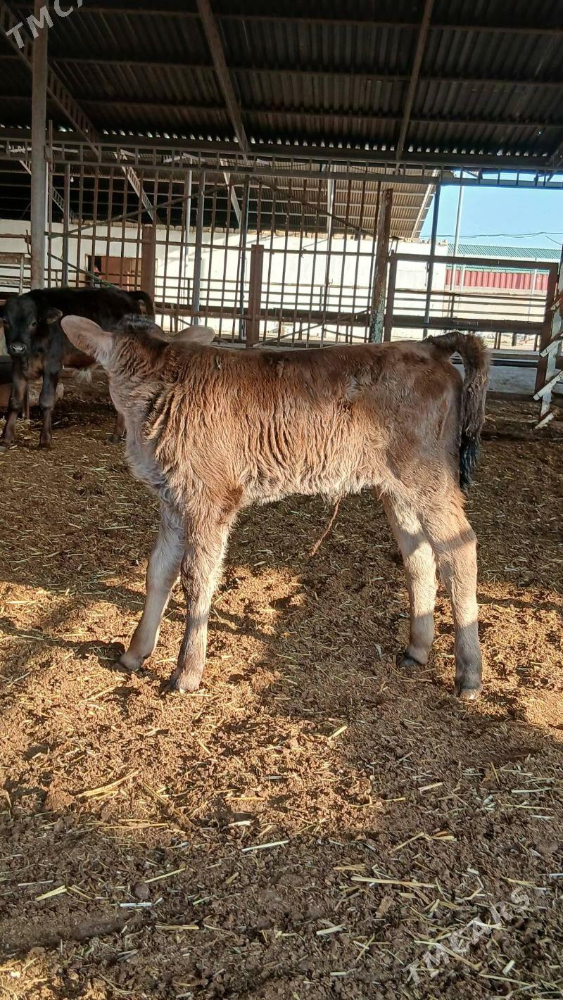 golleli sygyr - Анев - img 9