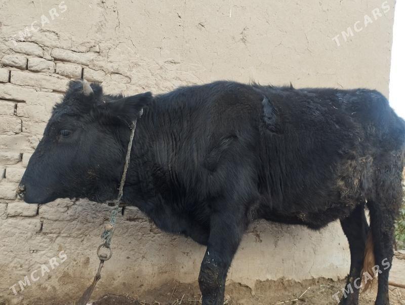 boğaz gulajyn - Сакарчага - img 3