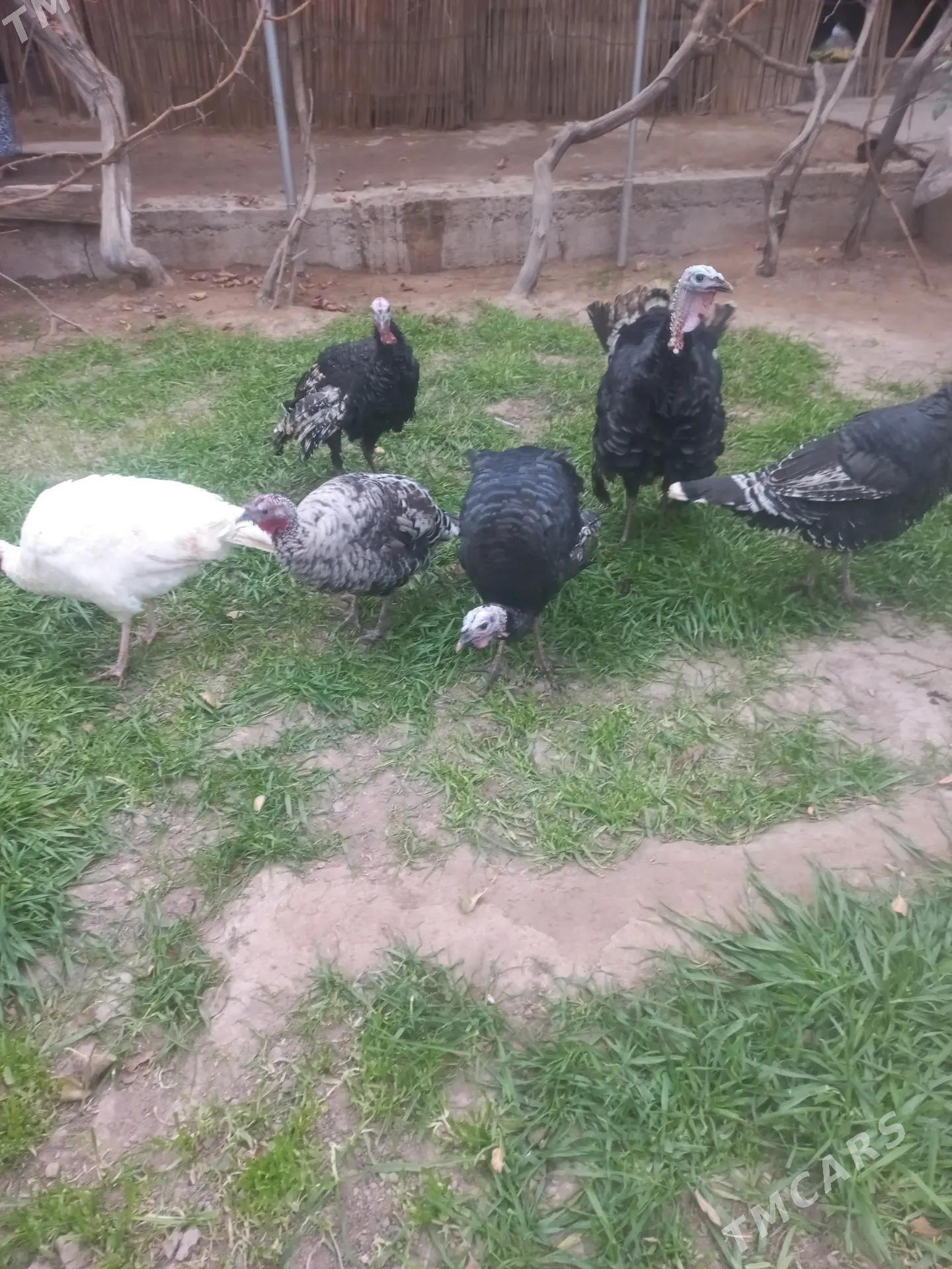 induklar - Мары - img 3