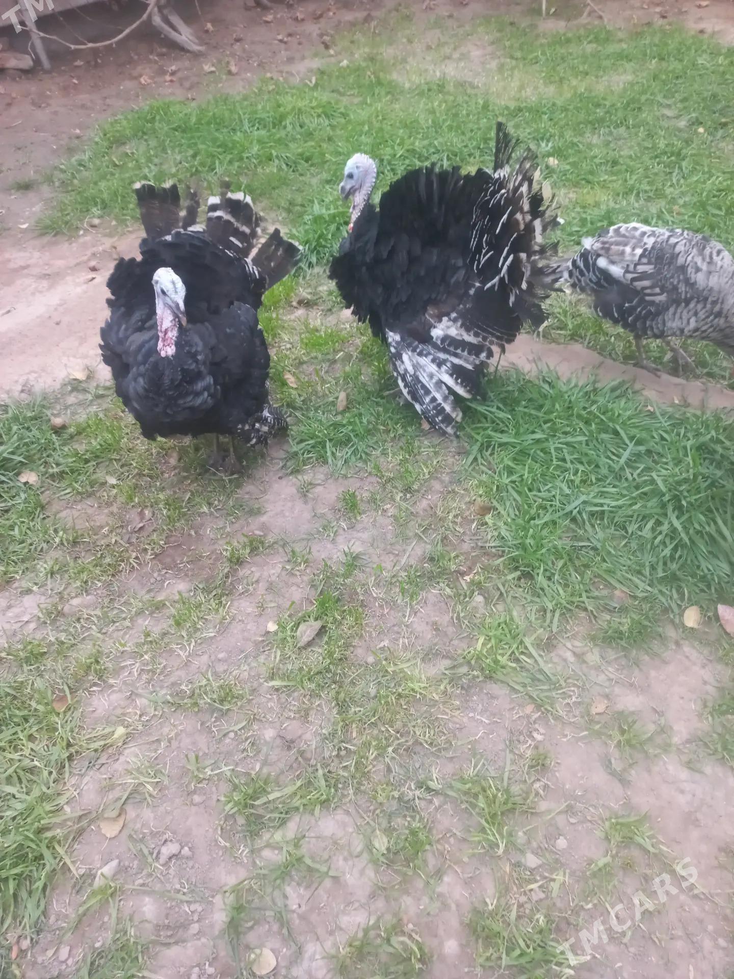 induklar - Мары - img 2