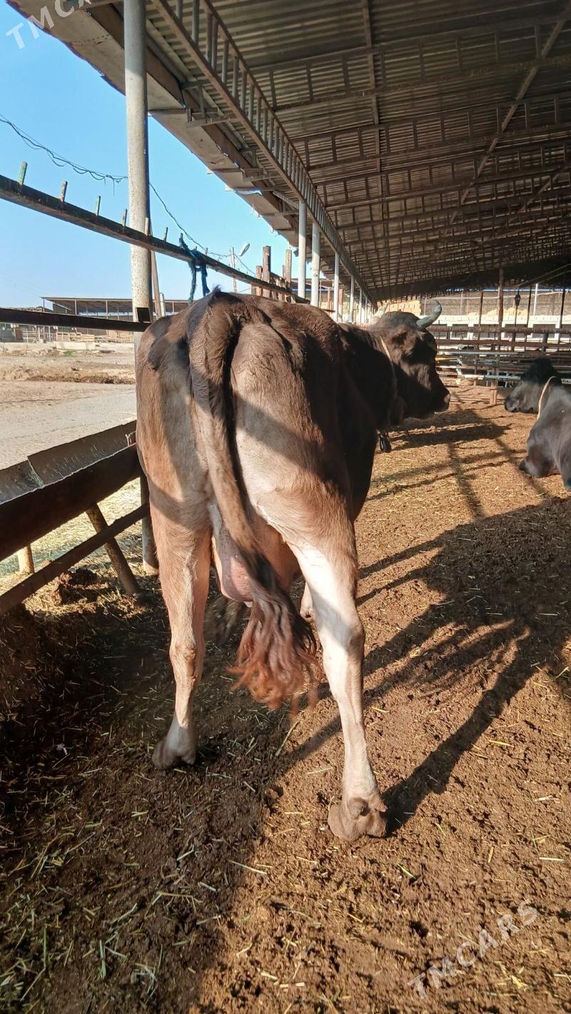 golleli sygyr - Анев - img 7