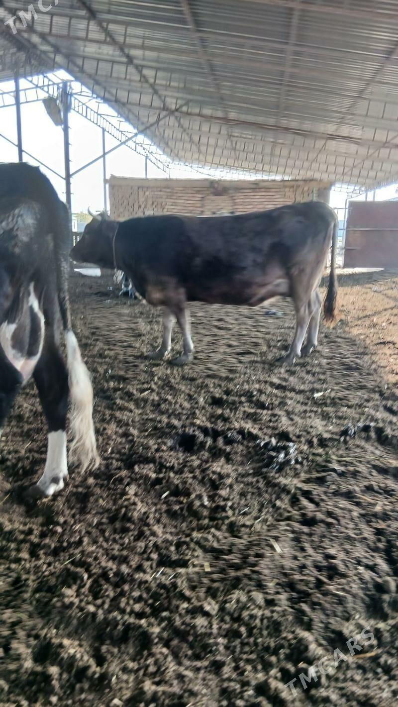 golleli sygyr - Анев - img 5