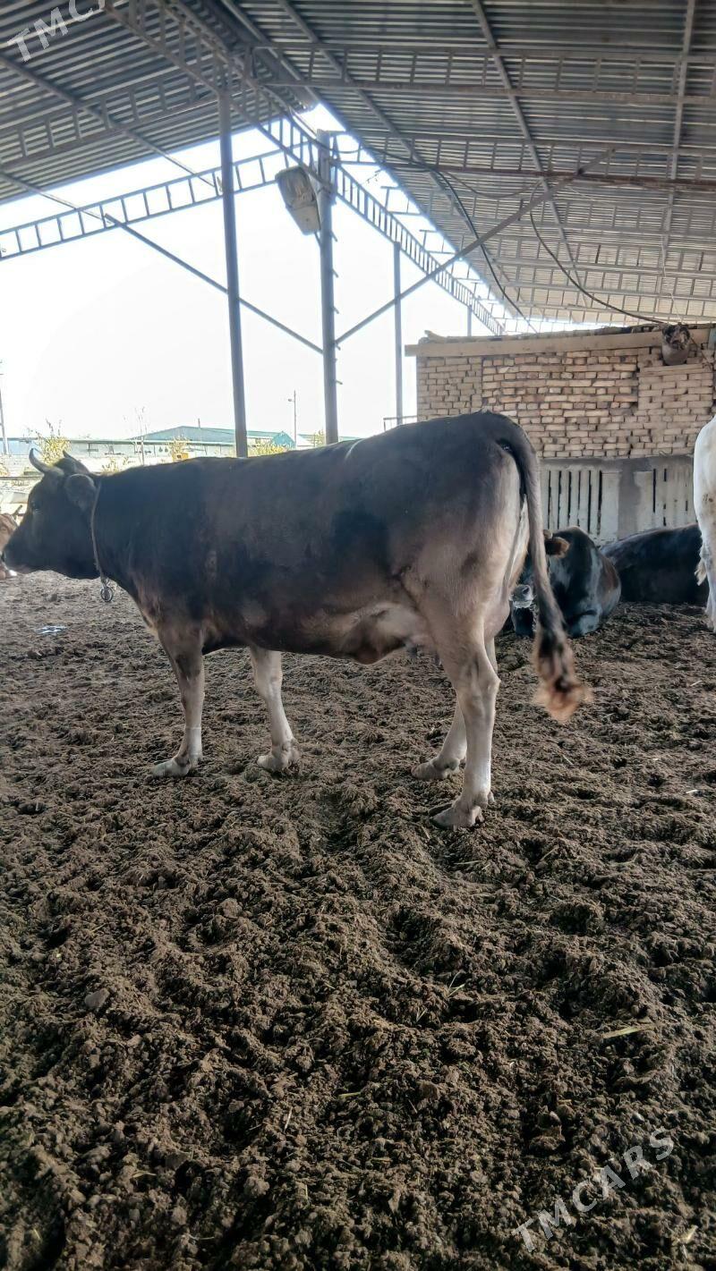 golleli sygyr - Анев - img 1