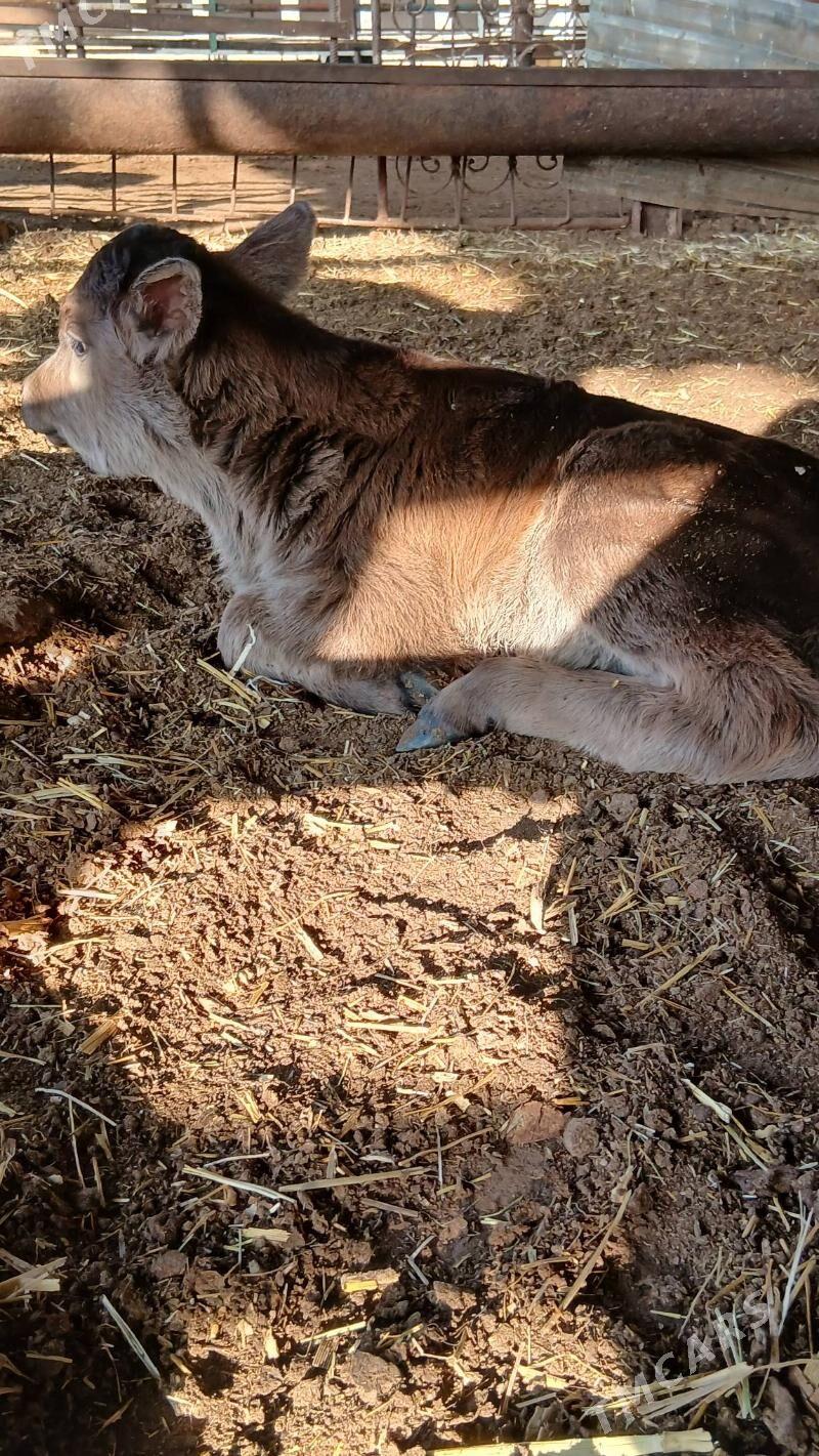 golleli sygyr - Анев - img 10