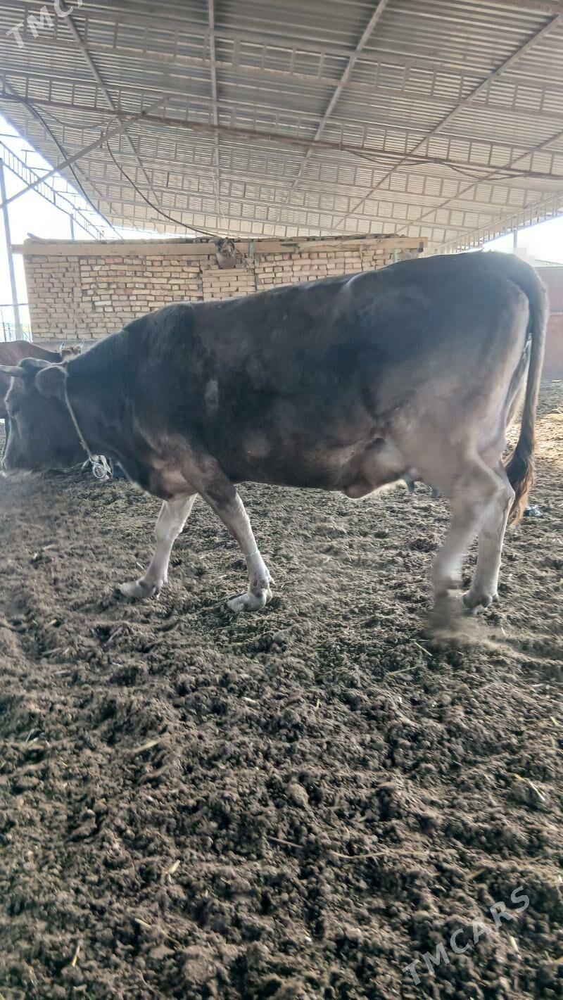 golleli sygyr - Анев - img 3