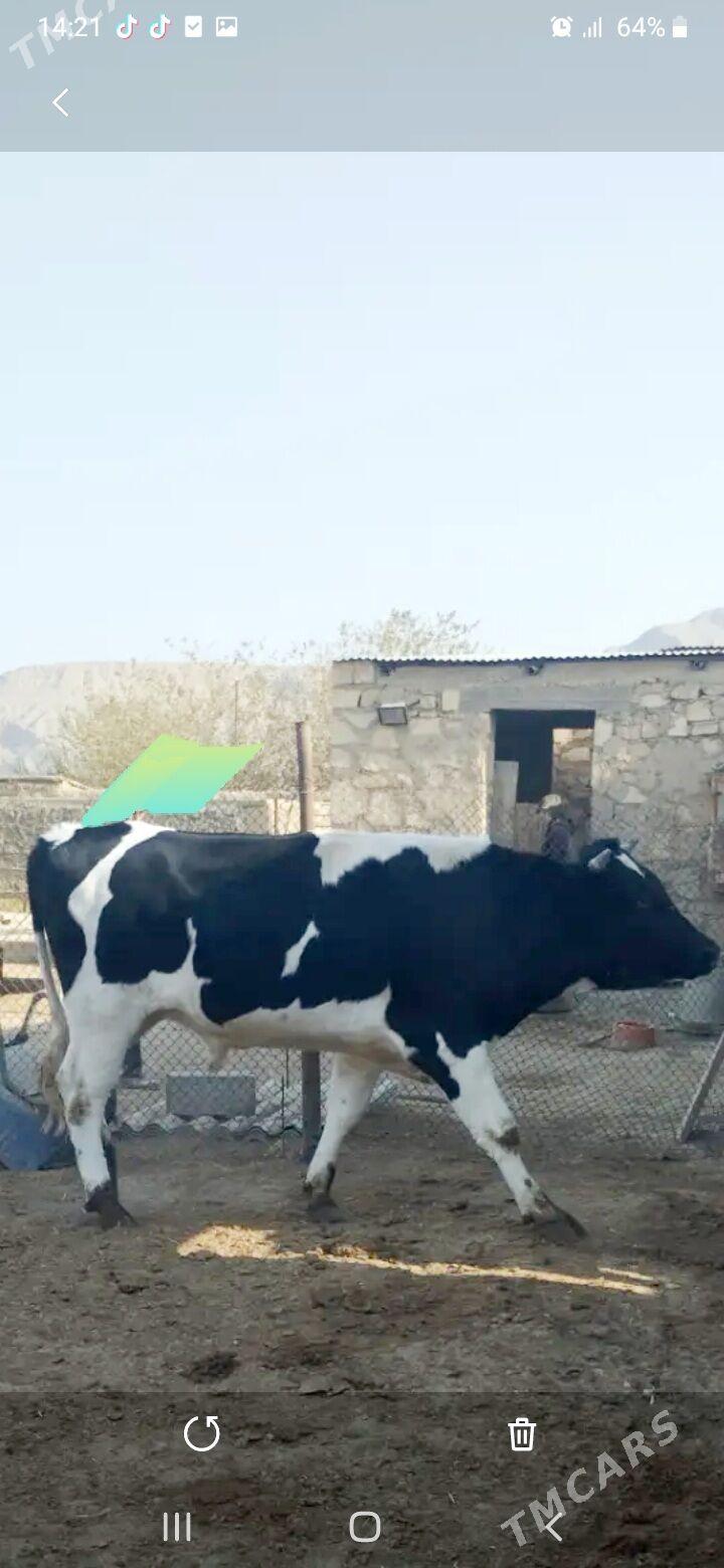 Окуз - Balkanabat - img 2