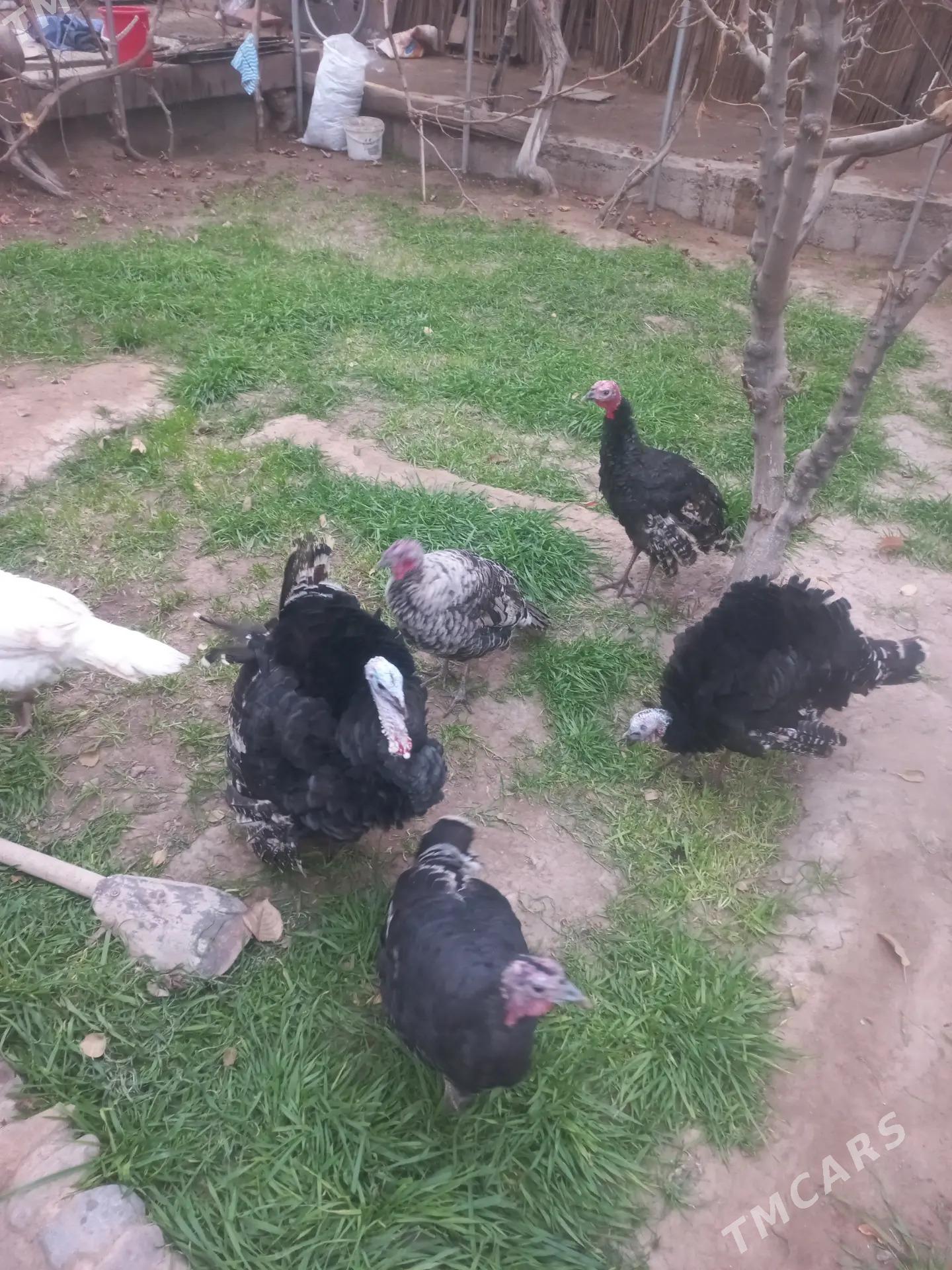 induklar - Мары - img 5