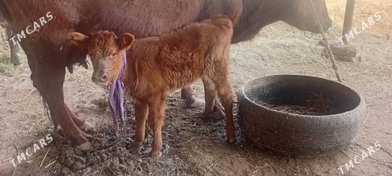 Tanaly sygyr - Daşoguz - img 3