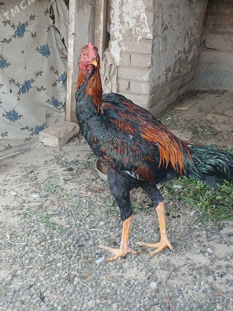 horaz juja - Çärjew - img 2