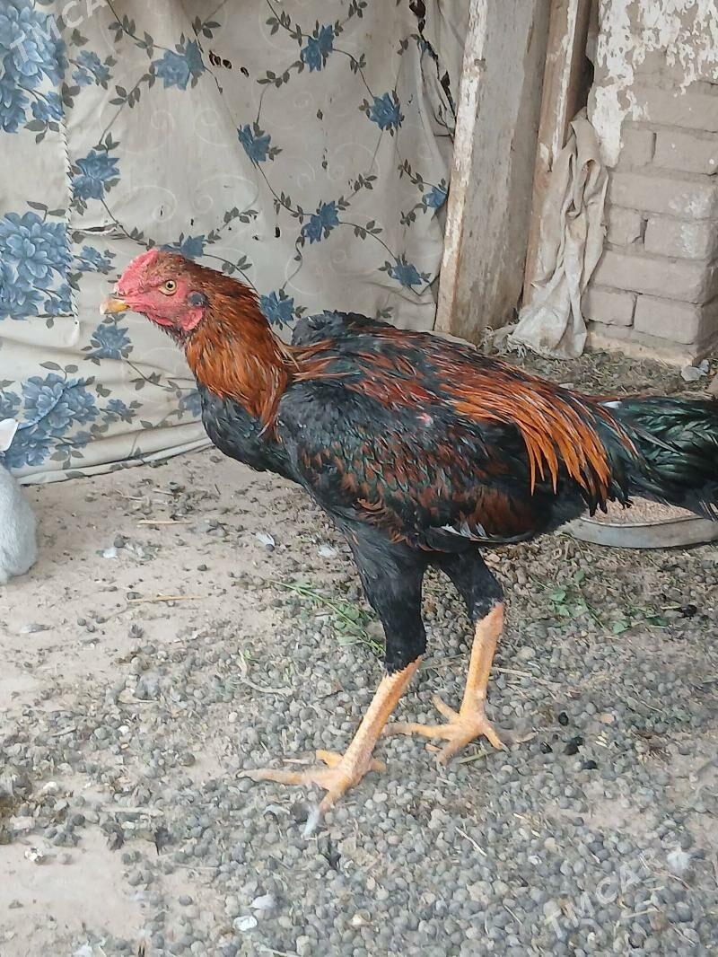 horaz juja - Çärjew - img 3