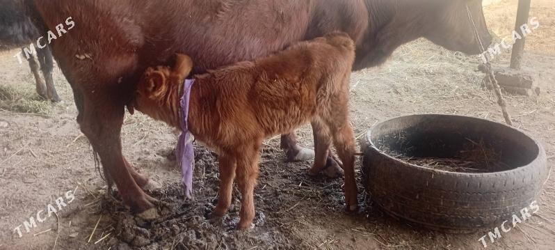 Tanaly sygyr - Daşoguz - img 2