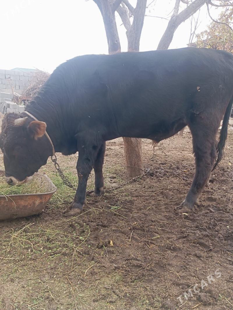 öküz - Кипджак - img 4