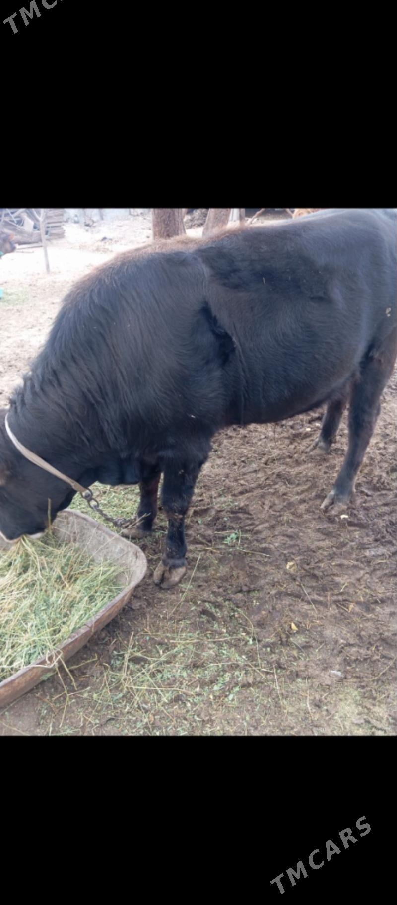 öküz - Кипджак - img 1