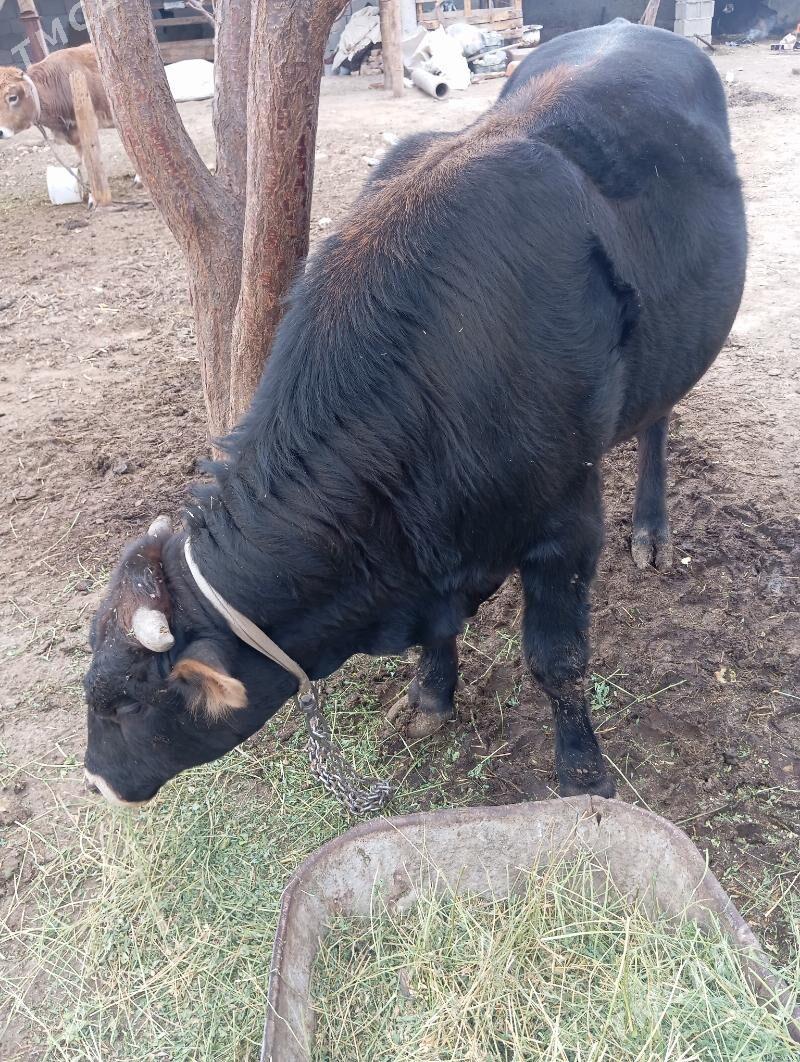 öküz - Кипджак - img 2