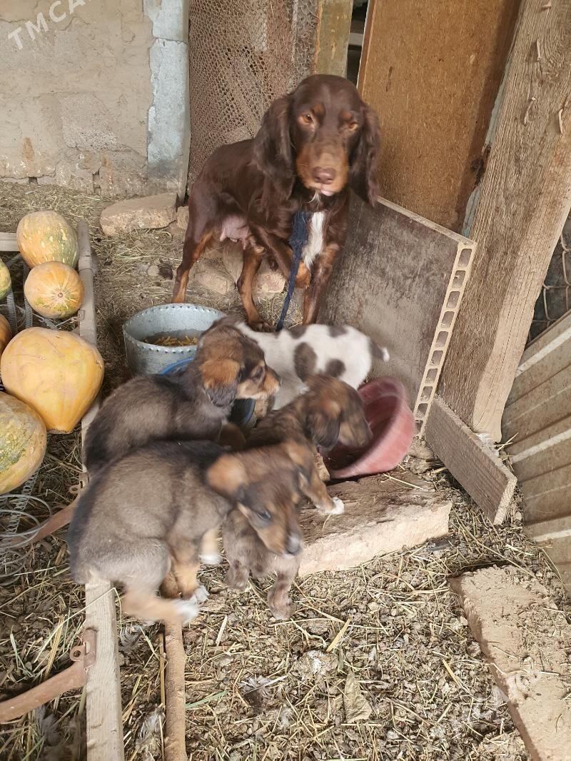 Awçy güjük. - Mary - img 2