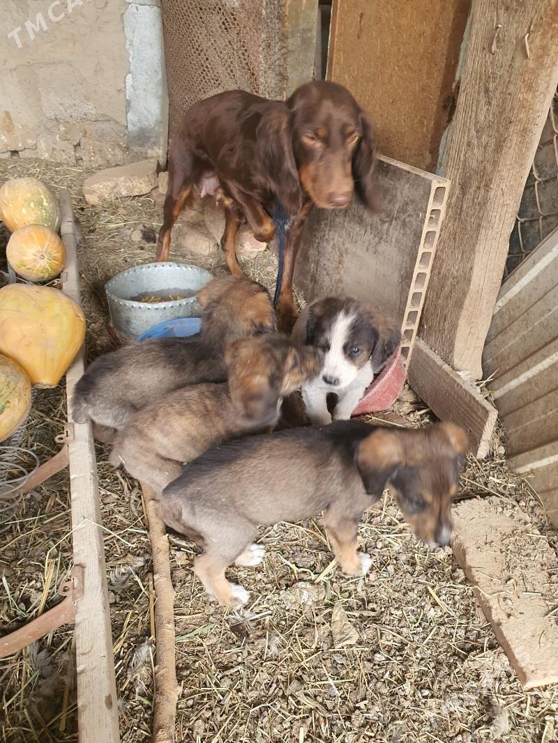 Awçy güjük. - Mary - img 4