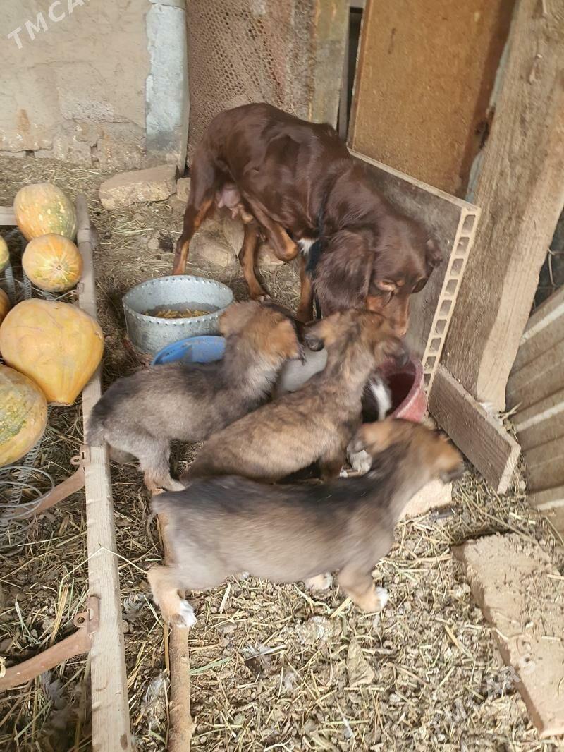 Awçy güjük. - Mary - img 3