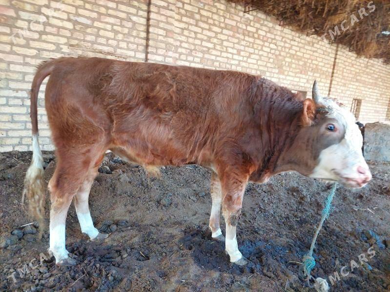 ,okuzler - Türkmenabat - img 8