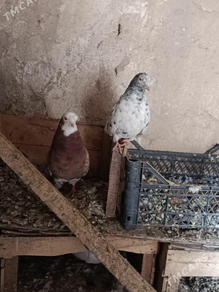 kepderi - Теджен - img 2