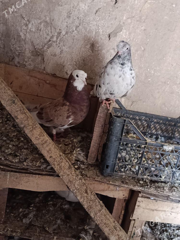 kepderi - Теджен - img 1