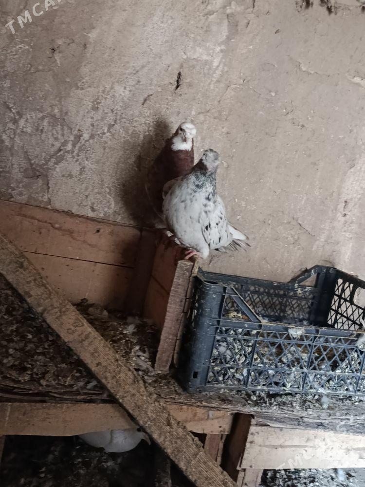 kepderi - Теджен - img 7