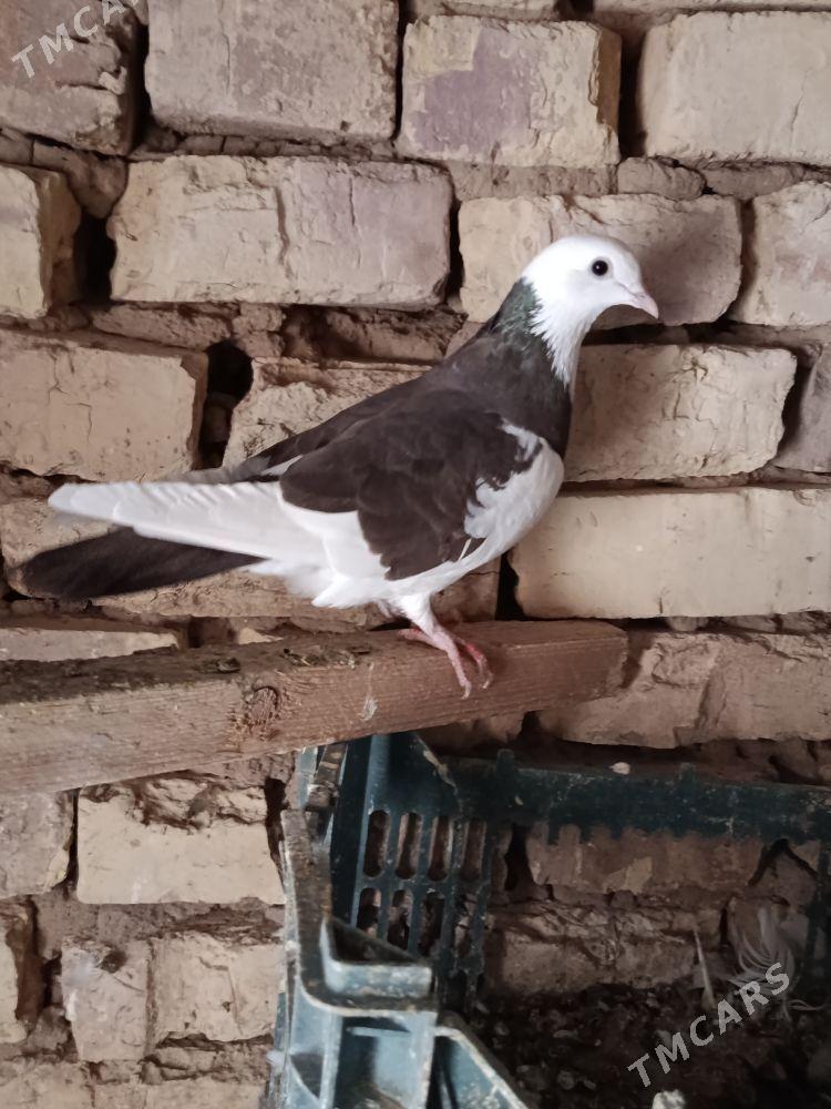 kepderi - Теджен - img 5