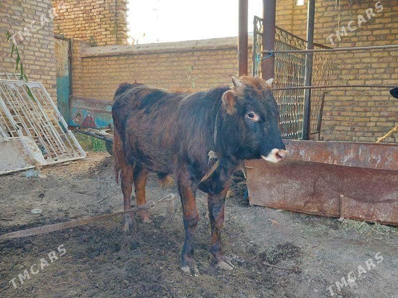 ,okuzler - Türkmenabat - img 3