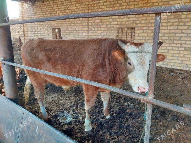 ,okuzler - Türkmenabat - img 4