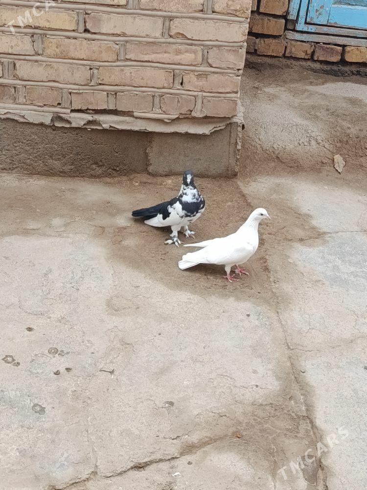 kepderi - Теджен - img 8