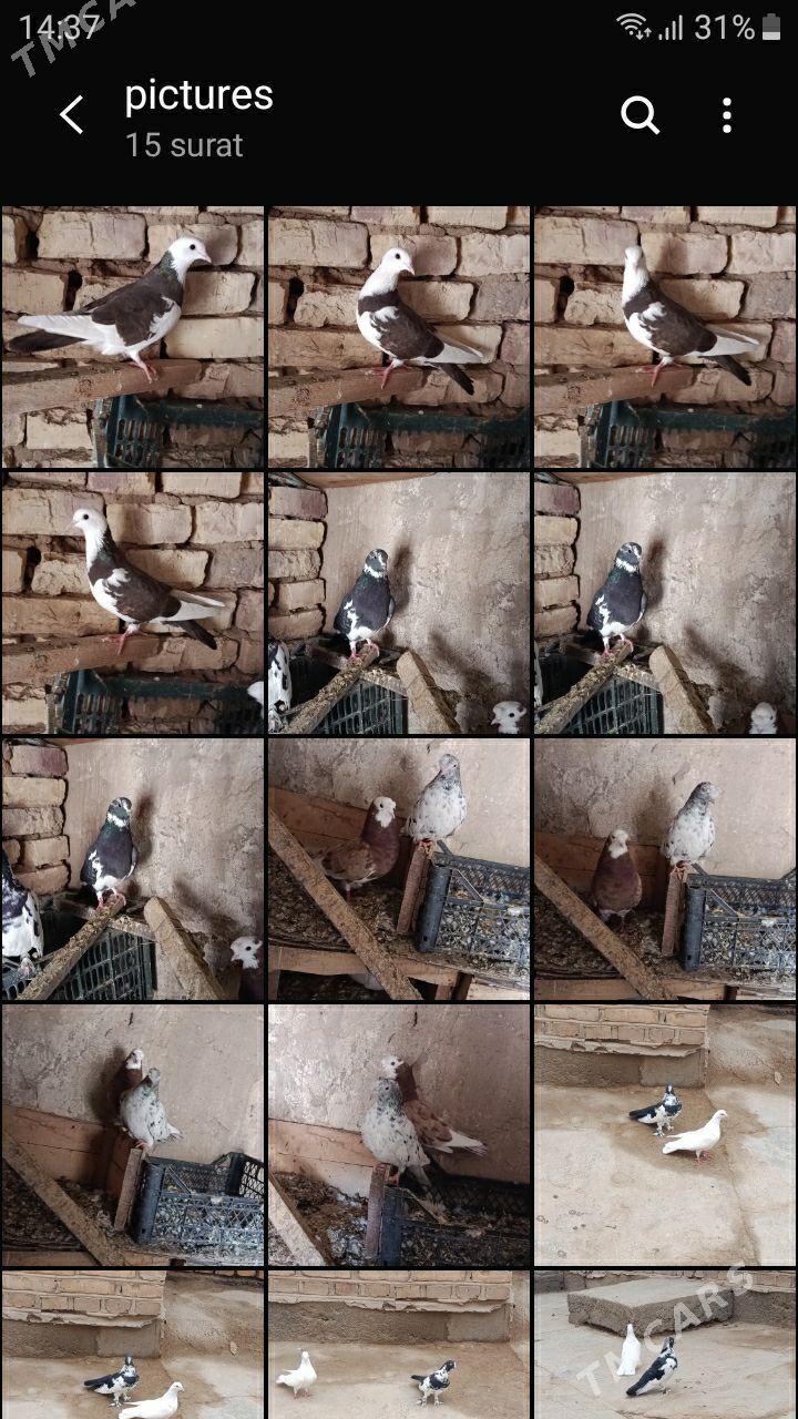 kepderi - Теджен - img 9