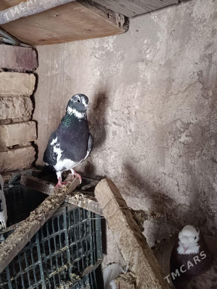 kepderi - Теджен - img 6