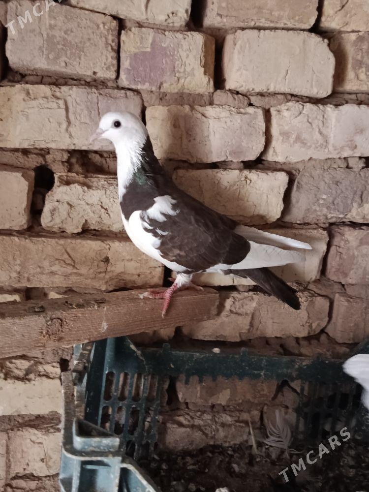 kepderi - Теджен - img 10